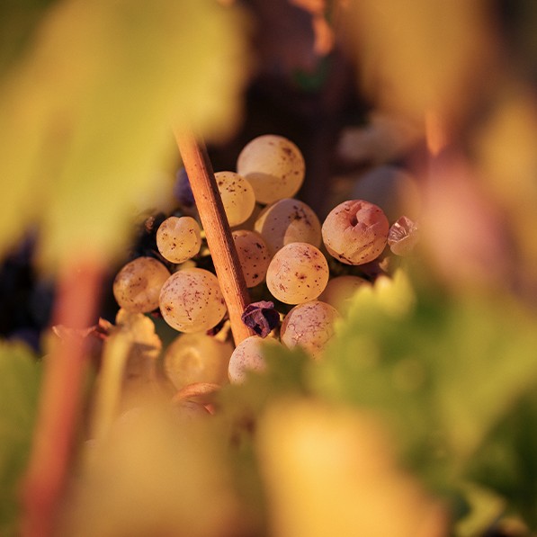 grappe de raisins - Appellation Vouvray – Vins de Vouvray