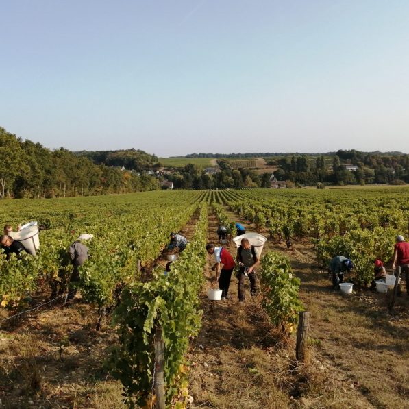 • Vue sur les personnes qui font la récolte - Vins de Vouvray, Tarifs - Syndicat des Vins de Vouvray
