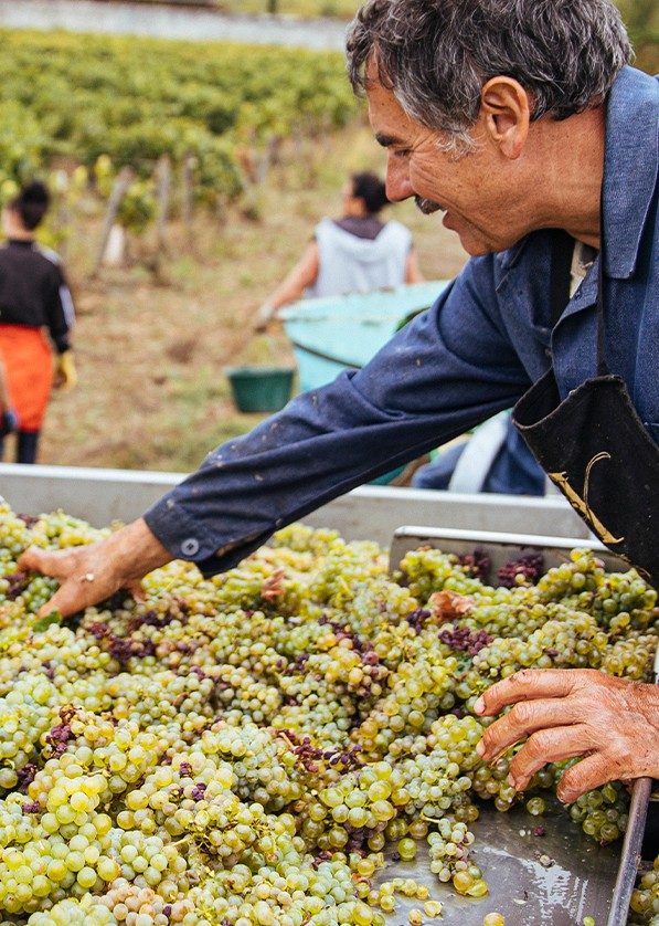 récolte de raisins - Vins Vouvray – Vins de Vouvray