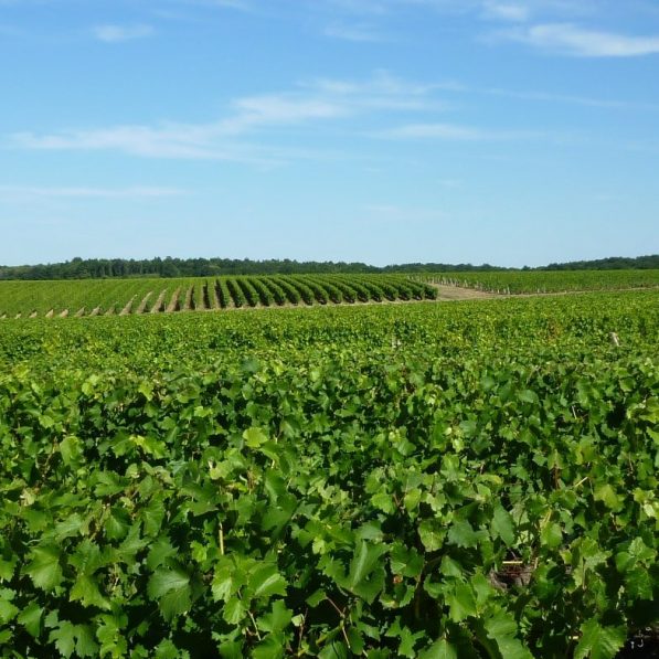 Territoire du syndicate of Vouvray Vignerons, Bouteille Vouvray