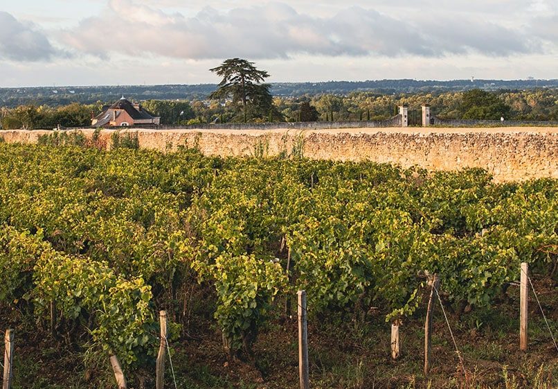 vignes - Appellation Vouvray – Vins de Vouvray